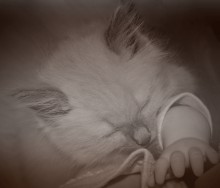 Sleep. Kitten mit einer Hand. / ***