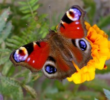 Schmetterling / ***