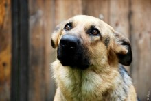 Kaufen Sie einen Hund. Dies ist der einzige Weg, um Liebe mit Geld kaufen. / ***