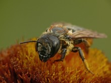 Honigbiene Apis mellifera / ***