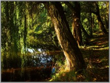 Im Schatten der Trauerweiden. / ***