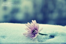 Blumen im Schnee / .........