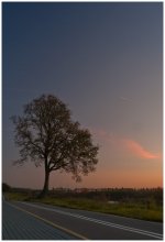 Baum bei Sonnenuntergang / ***
