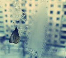 Schmetterling im Winter. / ***