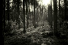 am Morgen b / w Wald / .....