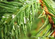 Raindrops / ******