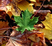 Green Leaf / ***