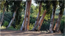 Eucalyptus MORNING .. .. / *******************