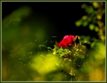 Im vergangenen Sommer, die Blume der Vergangenheit .... / ***