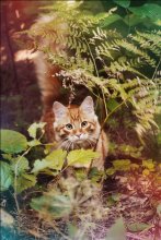 Luchs / ***