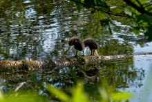 Einwohner von Forest Lake (2) / ***