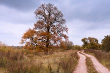 Autumn Sketch ............ ............. / ***