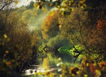 Autumn Forest / ***