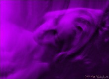 Lila Träume / ***