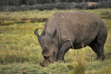 Rhino Horn stößt ... / ***