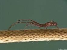 Spinne / ***