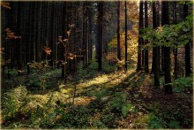 Warm Wald ... / ***