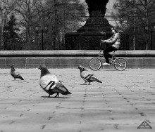 Tauben und Fahrrad / ***