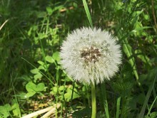 Flaumig / .............