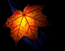 Autumn Kontraste / ***