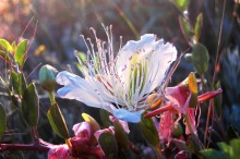 Blume Kapern / ***