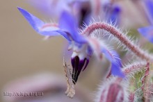 Schmetterling / ***
