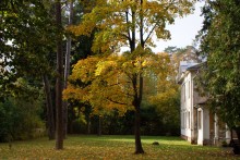 Goldener Herbst / ***