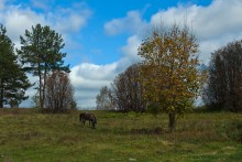 Über Herbst und Pferd / ********