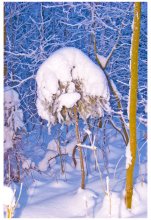 Schnee Pilz / *****