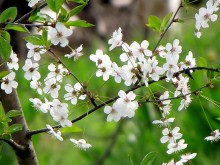 Kirschblüten / ......