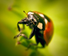 Marienkäfer / ***