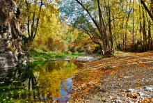 Herbst im Wald / *****