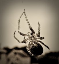 Einsamkeit / ***