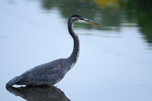 Blue Heron ... / ***