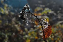 Morgen Fantasie / *******