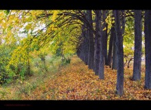 Autumn color / ***
