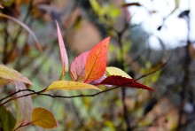 Autumn Aquarell / ***