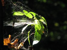 Spider-Palast in der Sonne / ***