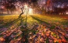 Silhouette des Herbstes / .....