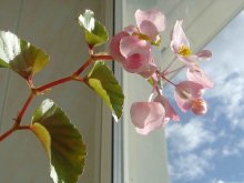 Begonia im Licht / ***