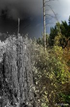 Wo der Wald endet. / ***
