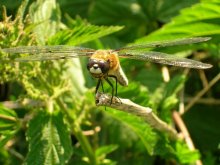 Ein breites Lächeln Libelle / ***