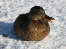 Quack ... / ***