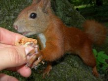 Eichhörnchen / ***