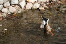 Ducks / ***