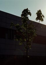 Ahorn und Sonne / ***
