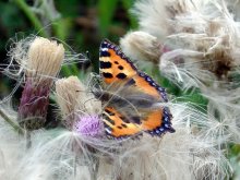 Schmetterling und Flusen / ***