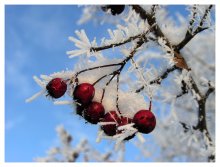 Beeren im Schnee / ***