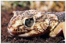 Gecko № 4 / ***