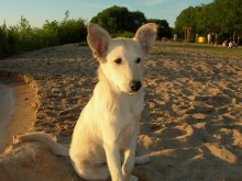 Ein einsamer Hund am Ufer / ***